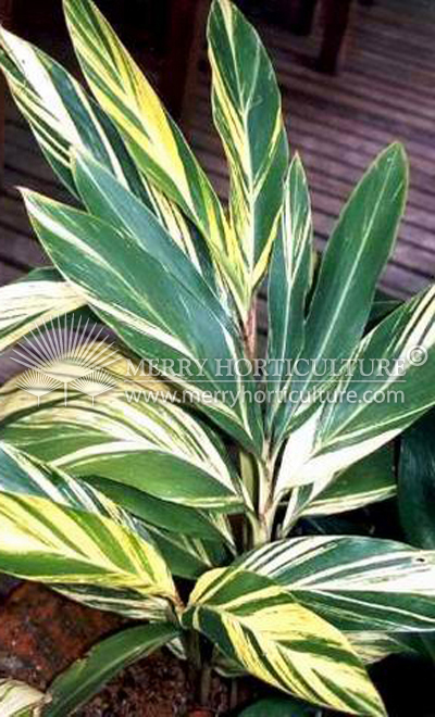 Alpinia zerumbet 'variegata'